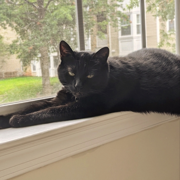 Meet your Posher, Sam - Picture 1 of 1